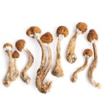 Golden Teachers Mushrooms