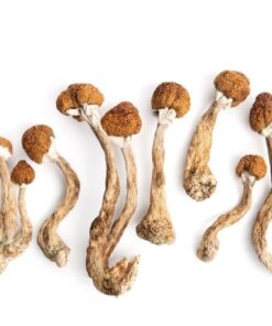 Golden Teachers Mushrooms